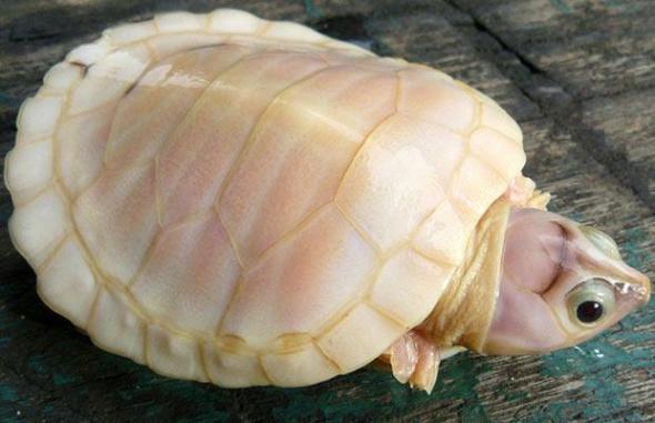 生物比赛，小巷深处的生命奇迹之战
